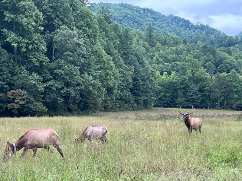 This North Carolina Ghost Town Is A Chilling Step Back In Time - Decor Hint The Elk Have Returned