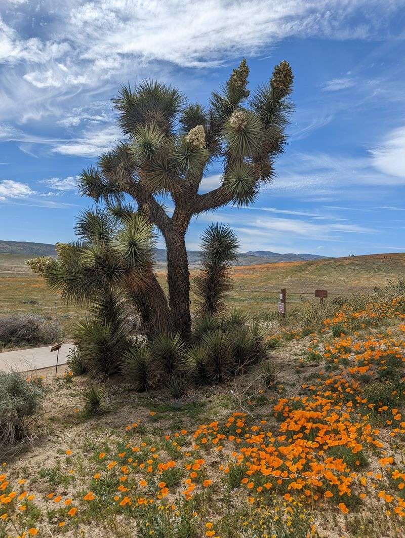 Admission Fees Support Conservation And Maintenance Efforts