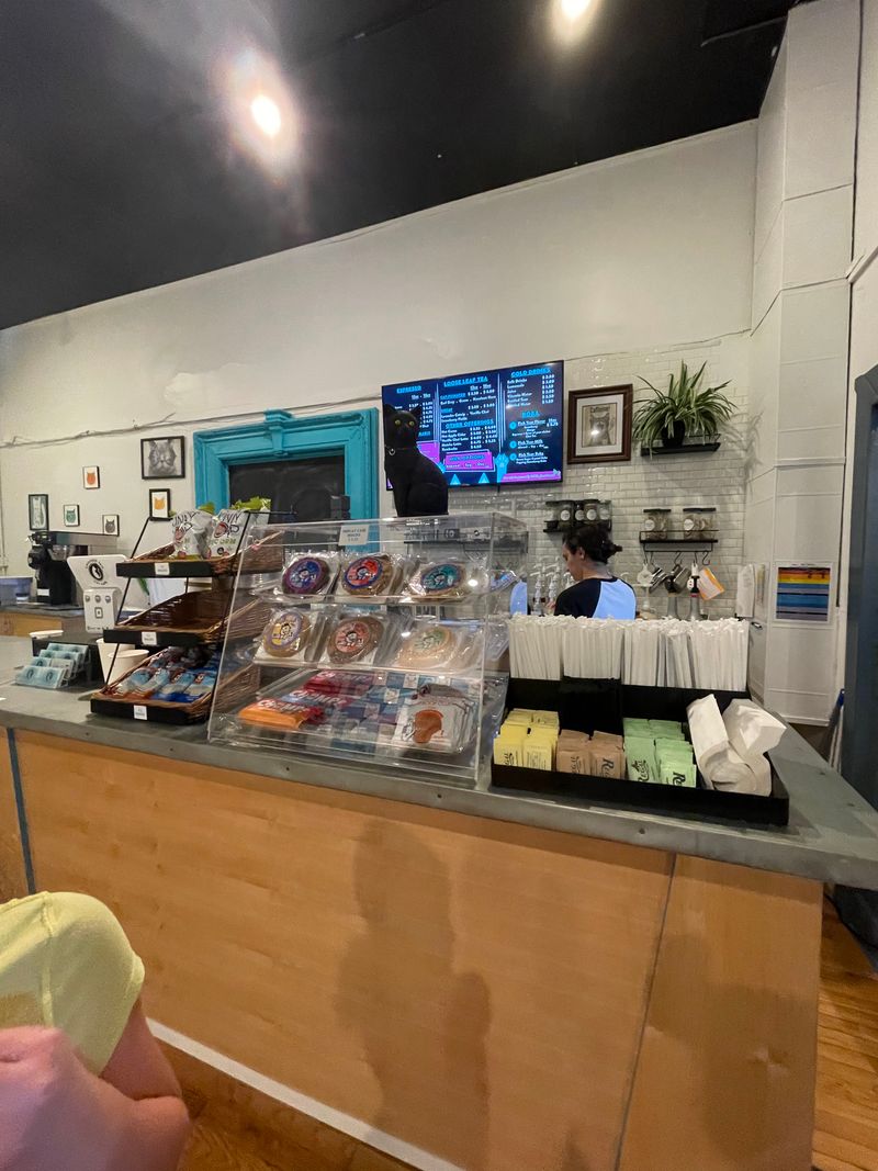 This North Carolina Rescue Cat Café Is Purr-fection In Every Sip And Snuggle - Decor Hint Strict Health And Safety Standards