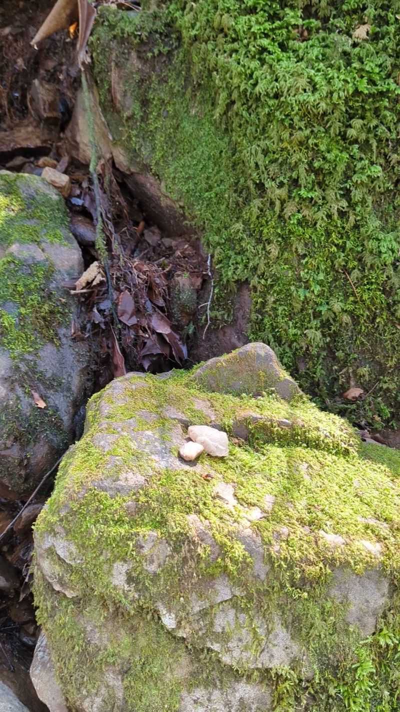 This Hidden North Carolina Trail Takes You To A Lost Ghost Town - Decor Hint Rocky Trail Sections And Navigation Tips