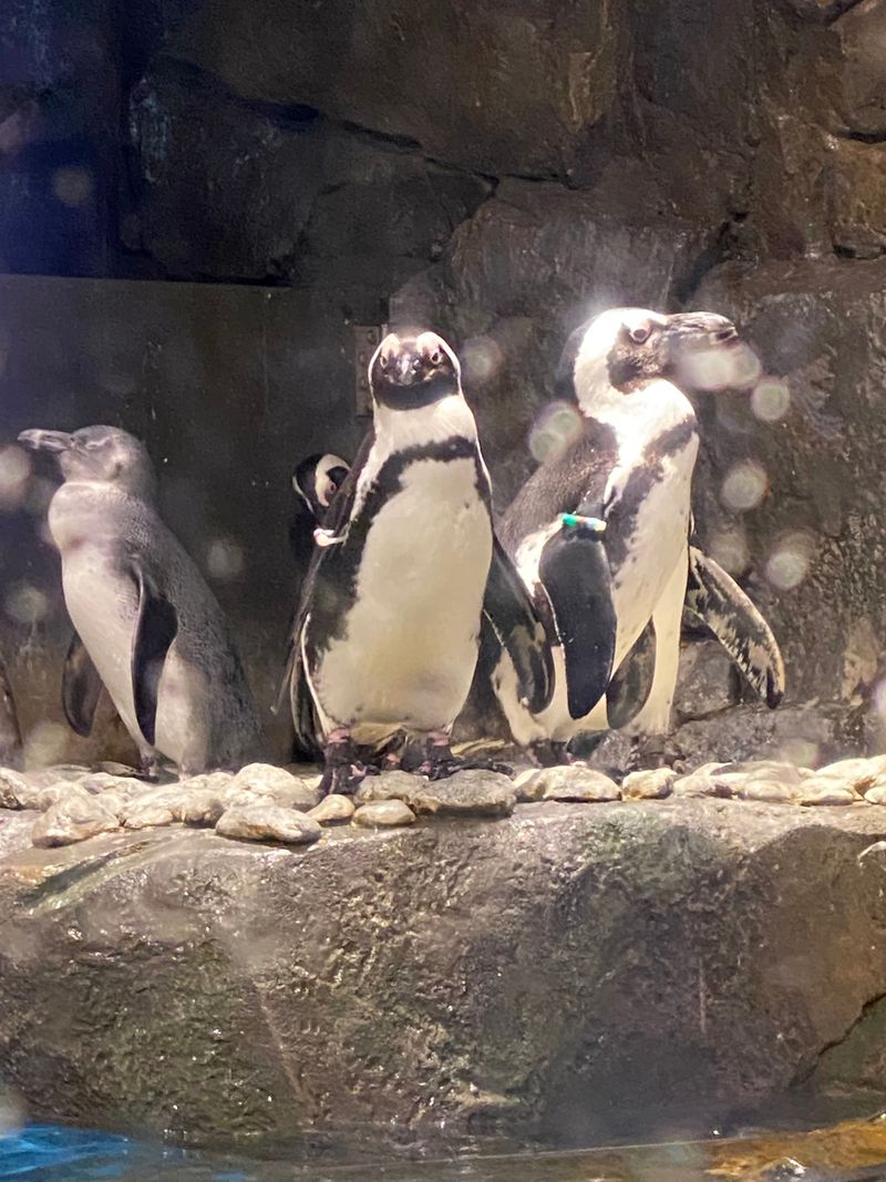15 Reasons To Spend Your Next Weekend At The Georgia Aquarium - Decor Hint Penguin Encounters Up Close