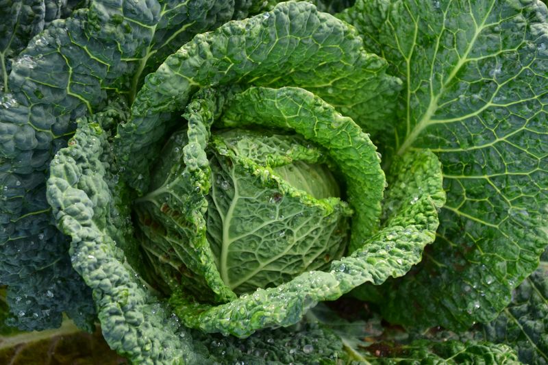 Gather Your Fresh Cabbage