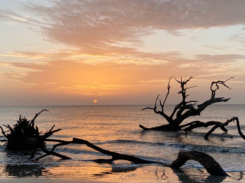 This Winter Hunt on Jekyll Island Is Turning Georgia Visitors Into Treasure Seekers - Decor Hint Driftwood Beach Offers the Most Scenic Hunt Location