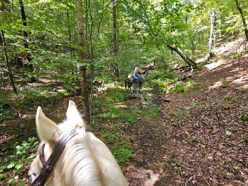 This Stunning College In Georgia Looks Just Like Hogwarts - Decor Hint Wildlife Roams Freely Across Campus