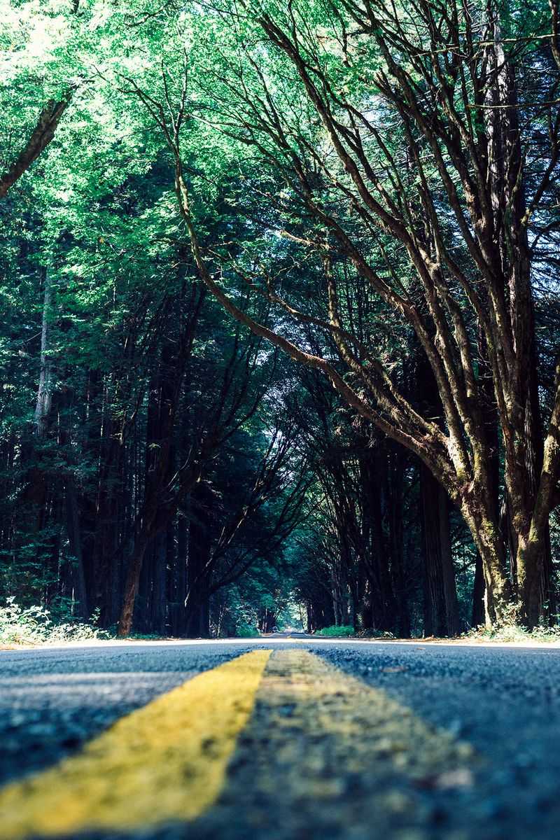 This 31-Mile California Drive Feels Like A Journey Through A Storybook - Decor Hint Drive-Through Tree Experiences