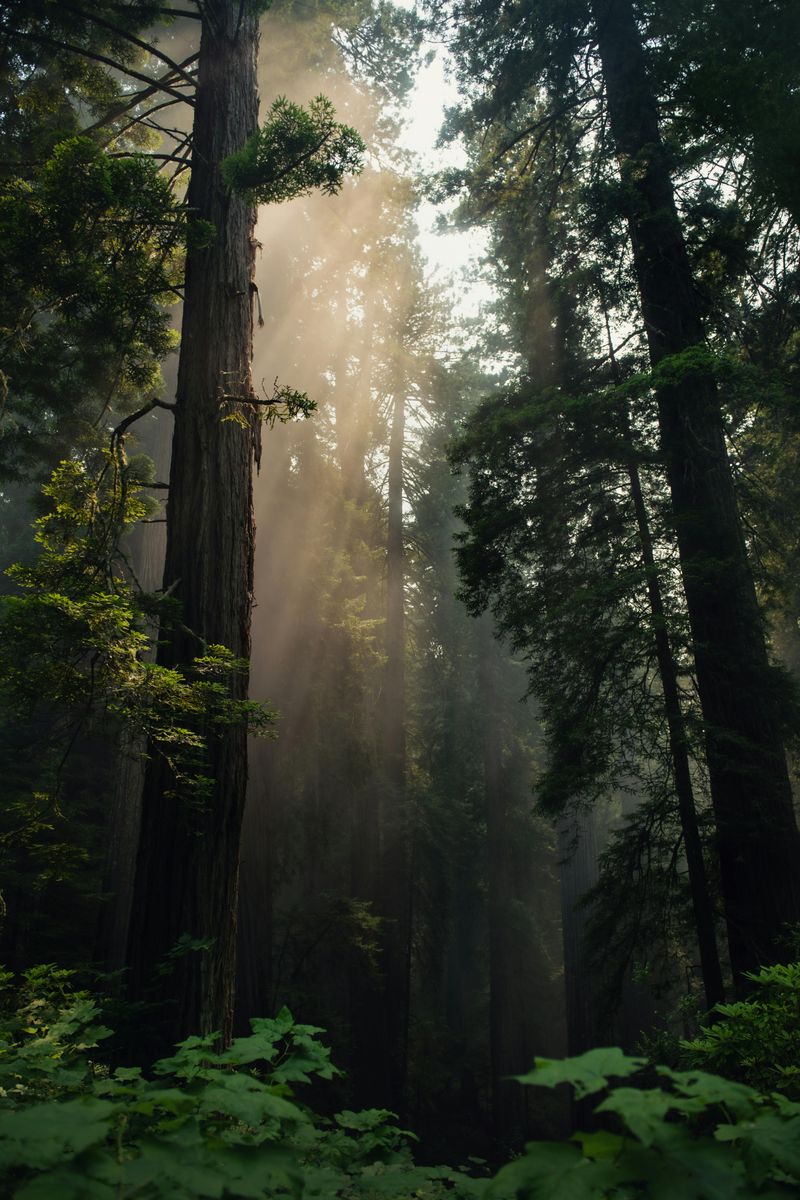 Cozy Gourmet Picnic Under The Redwoods