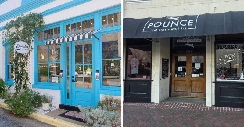 These 6 Cat Cafés Across Georgia Are A Dream For Animal Lovers