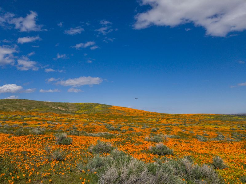 California Poppies Blanket 1,781 Acres Of Protected Desert Land
