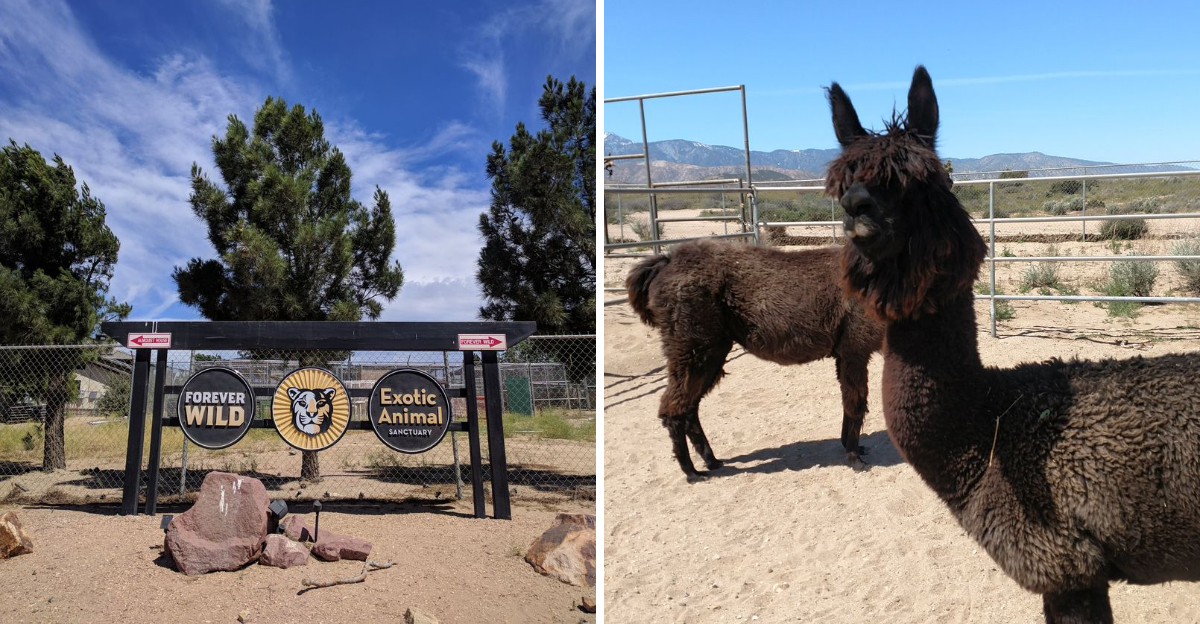 This California Sanctuary Is A One Of A Kind Place To Get Up Close With Rescued Exotic Animals - Decor Hint