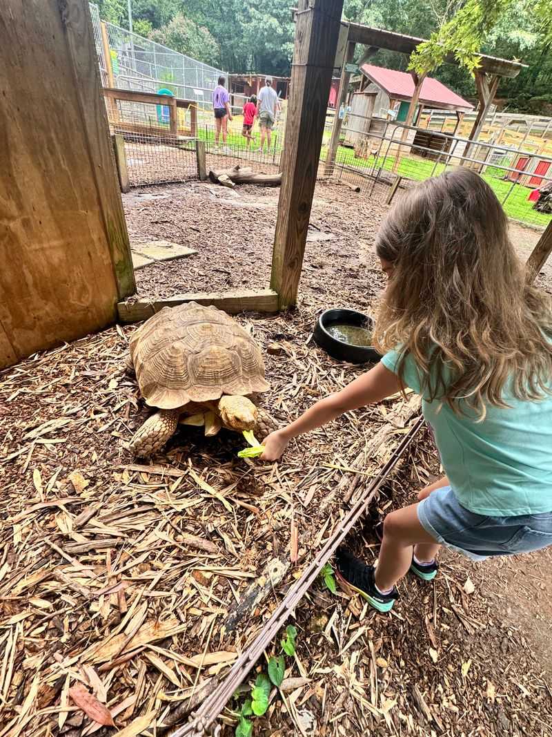 Interactive Otter Swim Experience
