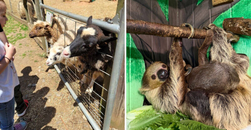 This Georgia Wildlife Park Offers A Once-In-A-Lifetime Otter Experience