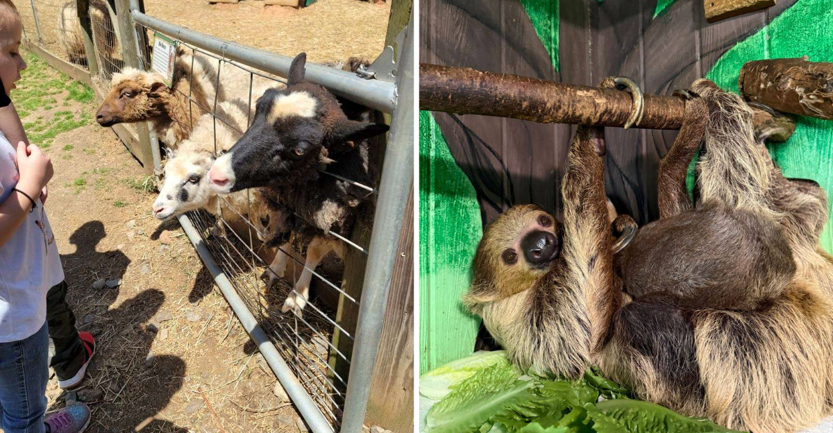 This Georgia Wildlife Park Offers A Once In A Lifetime Otter - Decor Hint