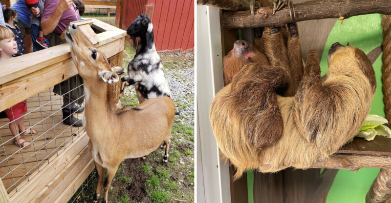 This Hidden Zoo In Georgia Lets You Pet Sloths And Wolves
