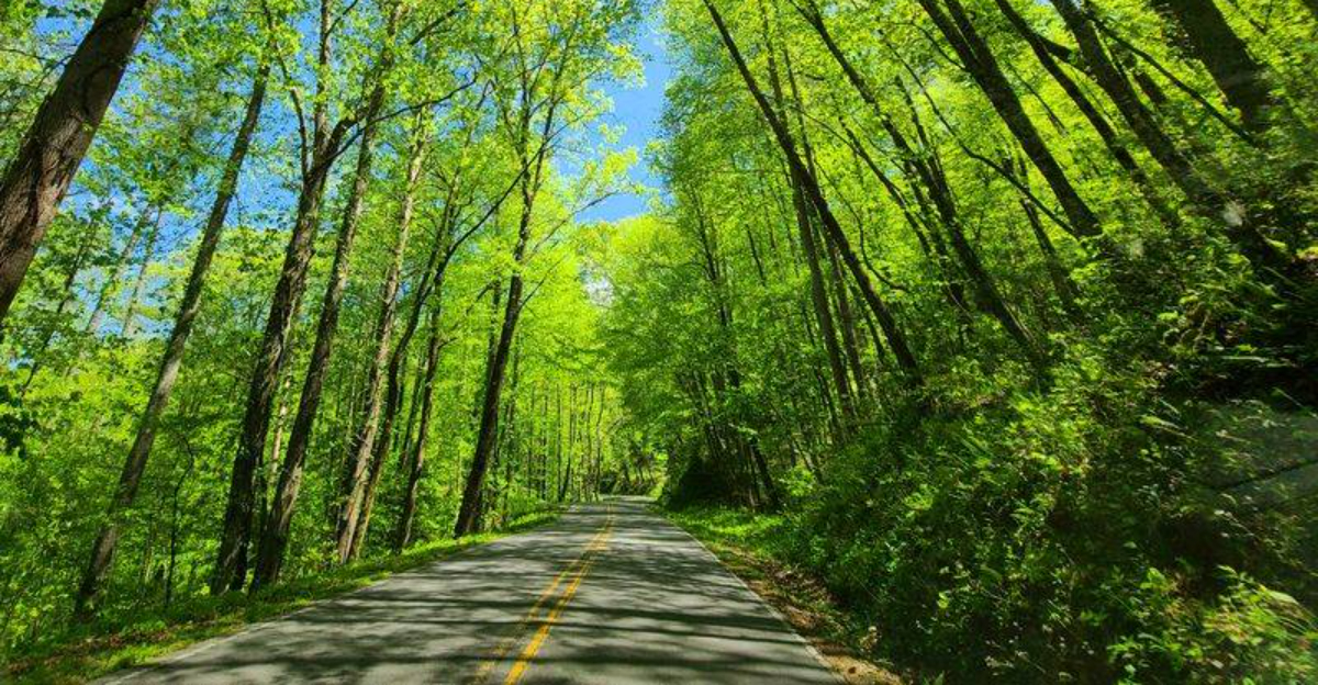 This Mountain Drive In North Carolina Feels Like A Roller Coaster With Views - Decor Hint