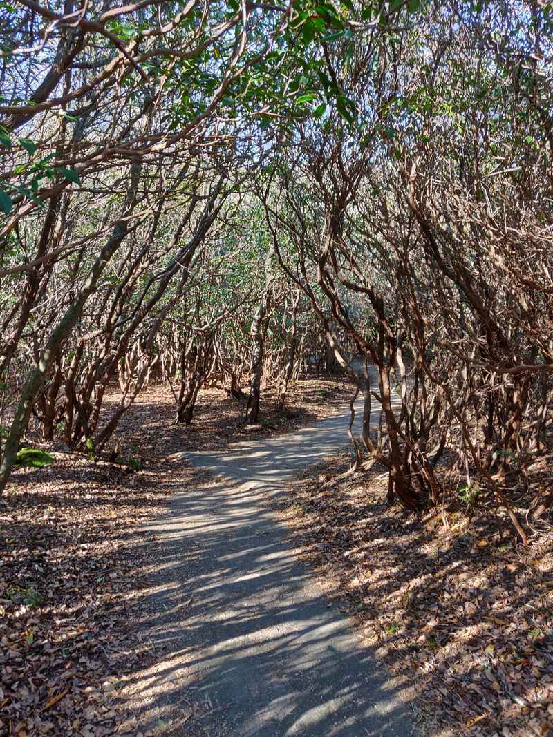 Catastrophic 1925 Fire Changed Everything