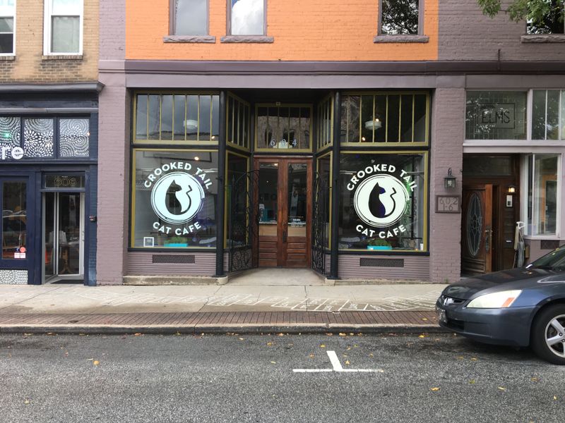 This North Carolina Rescue Cat Café Is Purr-fection In Every Sip And Snuggle - Decor Hint North Carolina's First Cat Café Pioneer