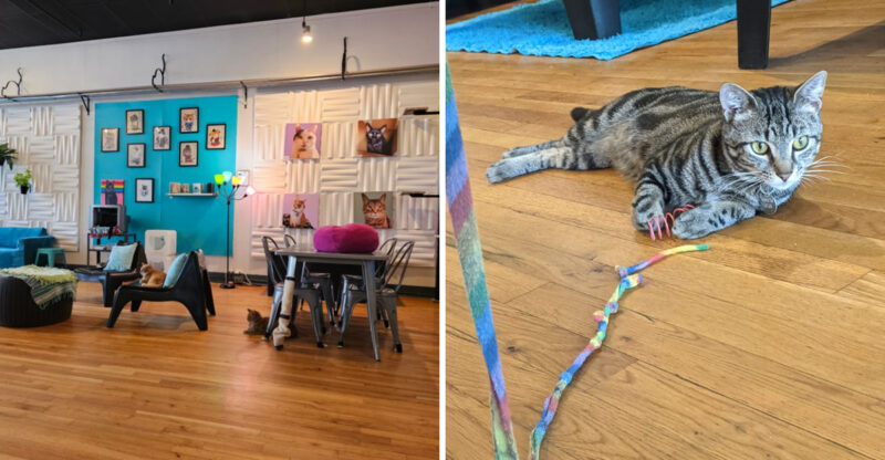This North Carolina Rescue Cat Café Is Purr-fection In Every Sip And Snuggle
