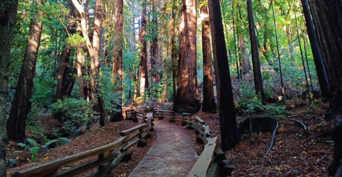 This Underrated California Park Feels Like A Mini National Park With Towering Ancient Redwoods - Decor Hint