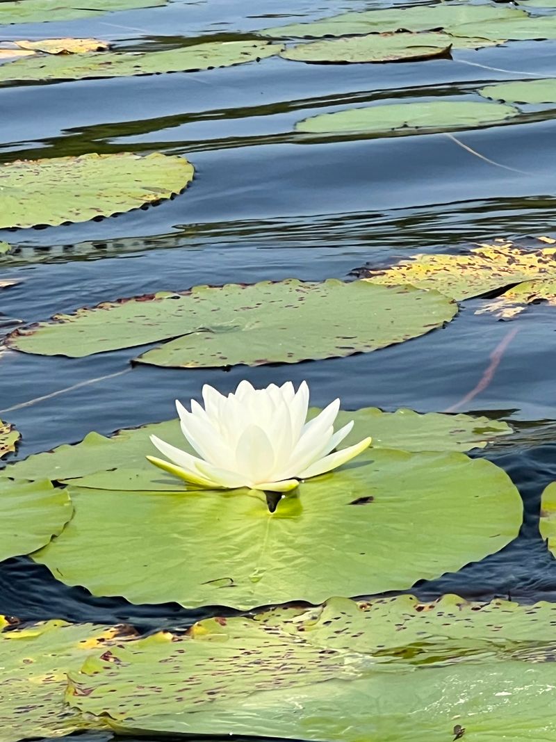 My Go To Park In Georgia For Wildlife Viewing Is Seminole State Park And This Is 15 Reasons Why It's So Special - Decor Hint Spectacular Wading Bird Colonies