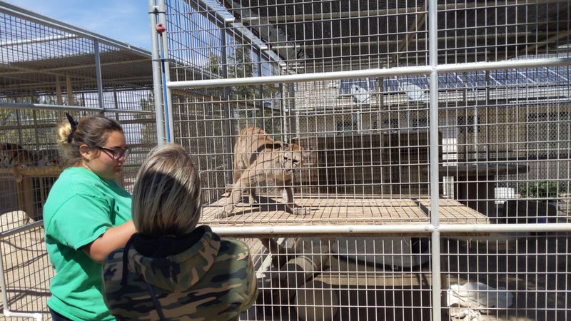 This California Sanctuary Is A One-Of-A-Kind Place To Get Up Close With Rescued Exotic Animals - Decor Hint Smaller Wild Cats Add Variety