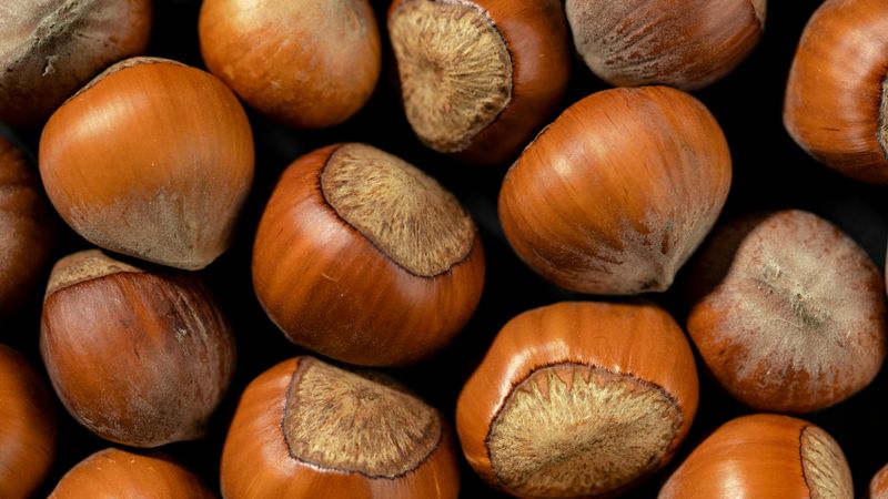7 Iconic Oregon Foods That Define The State’s Flavor Identity - Decor Hint Hazelnuts (Filberts)