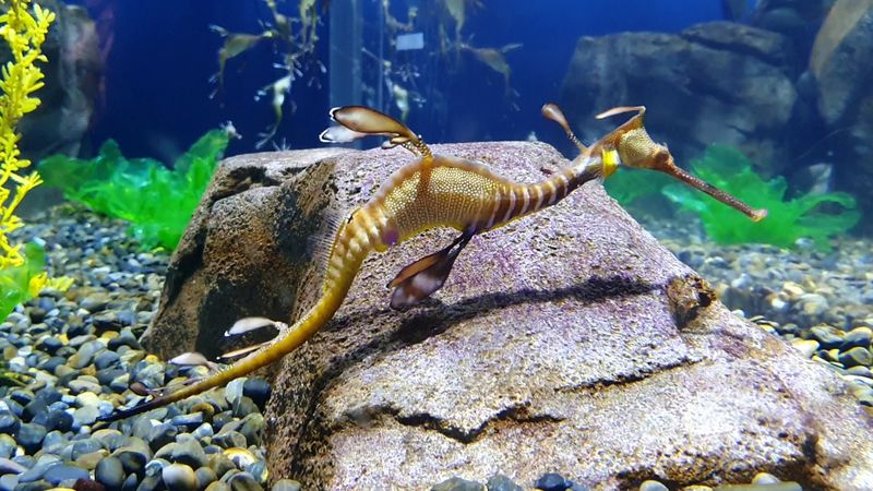 15 Reasons To Spend Your Next Weekend At The Georgia Aquarium - Decor Hint Tropical Diver Presentation