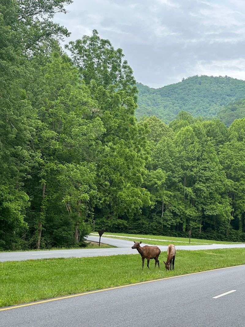 Wildlife Encounters In Winter