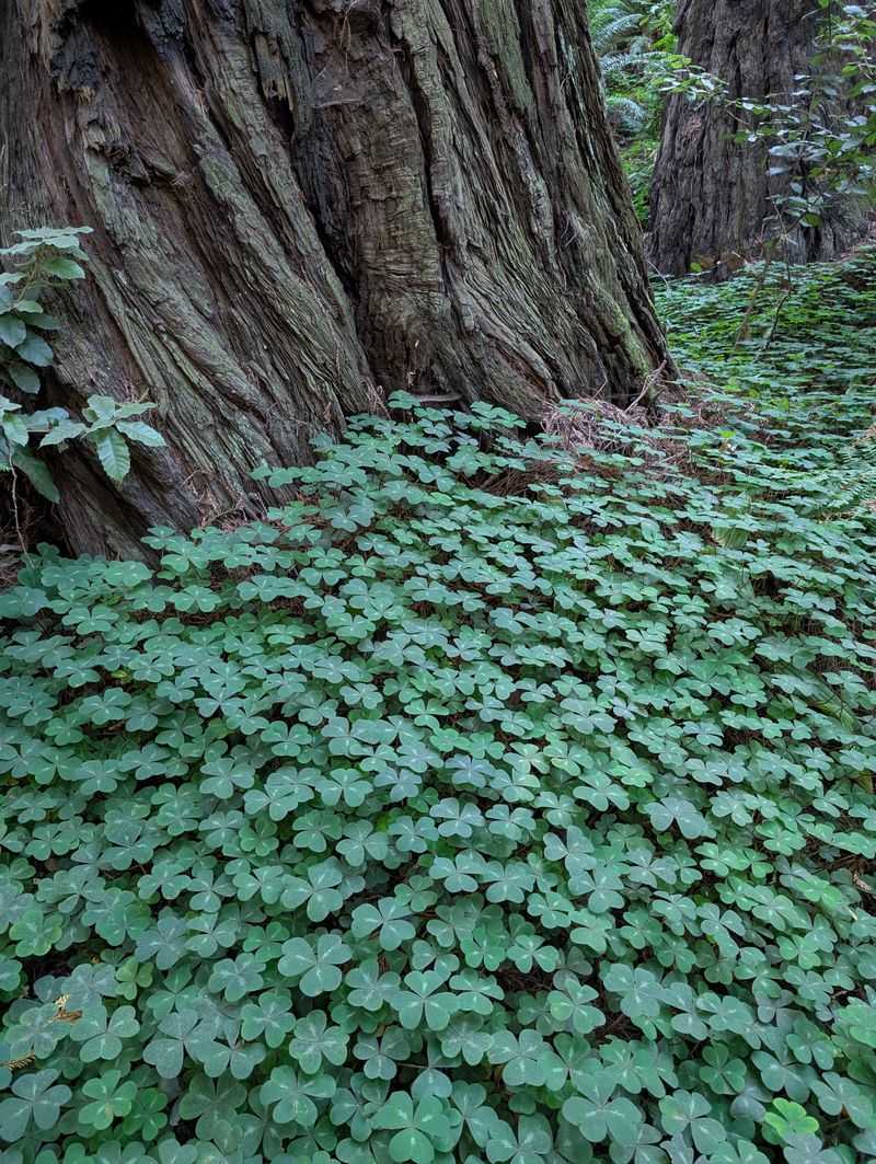 Flora, Fauna, And Natural Hazards