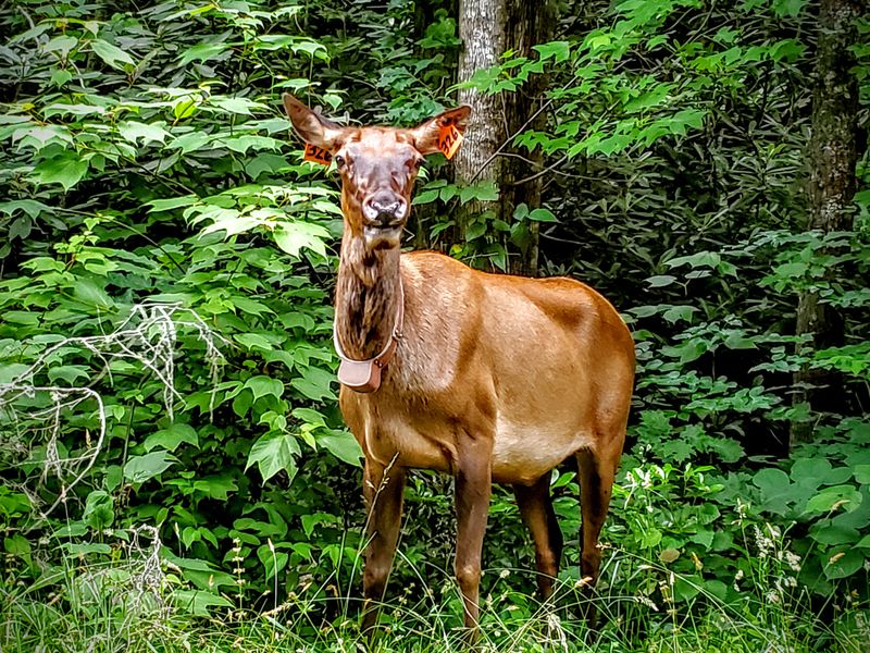 This North Carolina Ghost Town Is A Chilling Step Back In Time - Decor Hint Wildlife Beyond The Elk