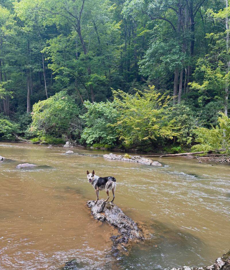This Hidden North Carolina Trail Takes You To A Lost Ghost Town - Decor Hint Dog-Friendly Adventure For Four-Legged Friends