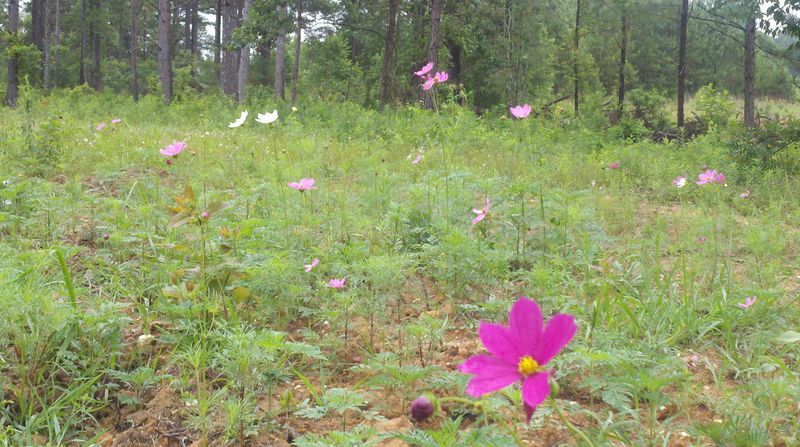 Wildflower Meadows In Spring And Summer