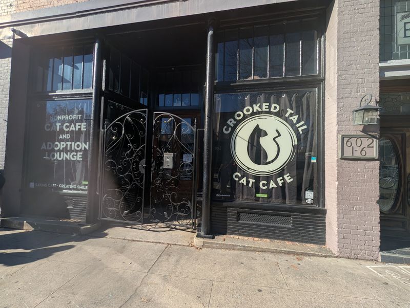 This North Carolina Rescue Cat Café Is Purr-fection In Every Sip And Snuggle - Decor Hint Convenient Downtown Parking Options