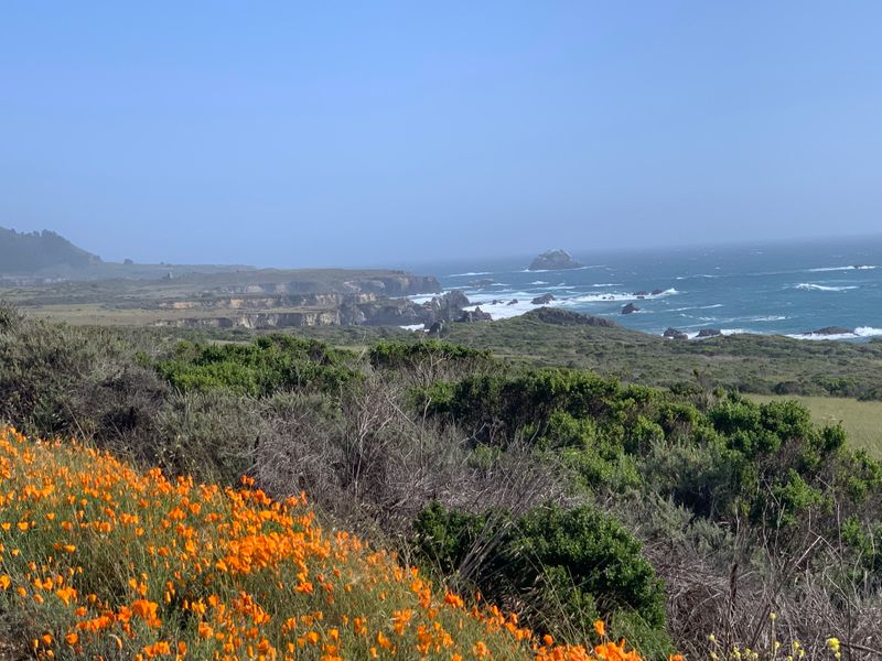 This Underrated California Park Feels Like A Mini National Park With Towering Ancient Redwoods - Decor Hint Named After John Pfeiffer