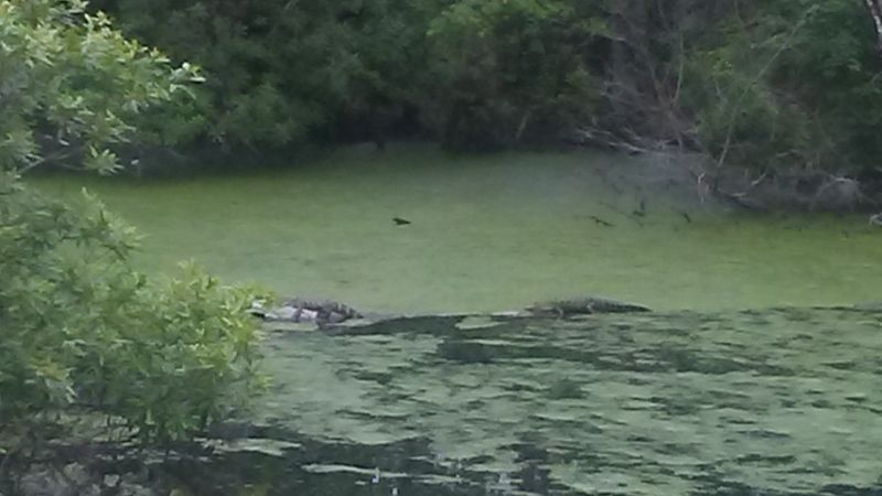 This Hidden North Carolina Lake Holds Mysteries You Have To See - Decor Hint Alligator Habitat Adds Prehistoric Presence
