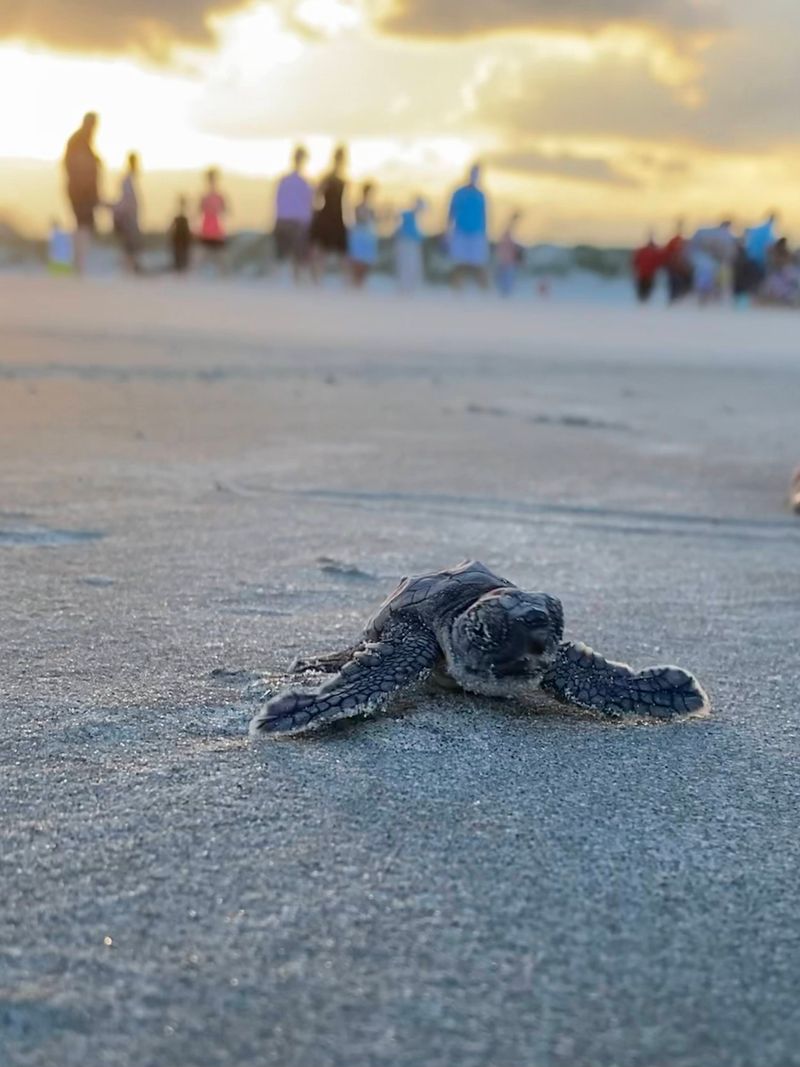 This Hidden North Carolina Beach Town Is The Coast's Best-Kept Secret - Decor Hint Sea Turtle Nesting Grounds Protection