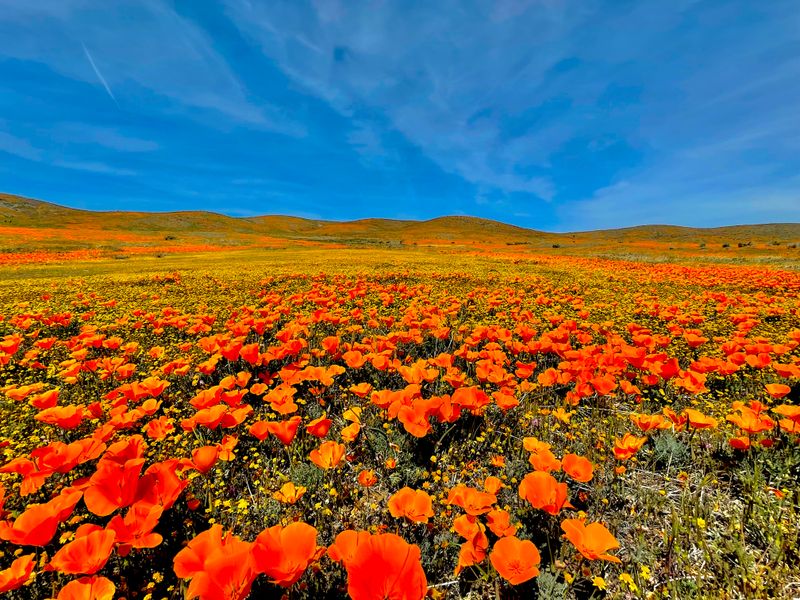 Superbloom Conditions Create Spectacular Carpet-Like Displays