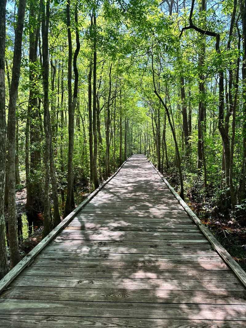 Okefenokee Swamp Wilderness Platforms