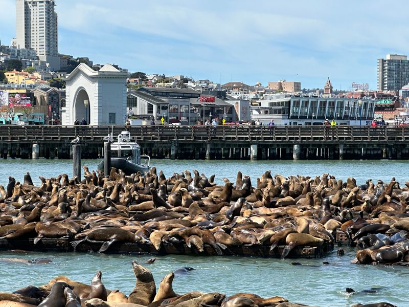 See Sea Lions At Pier 39