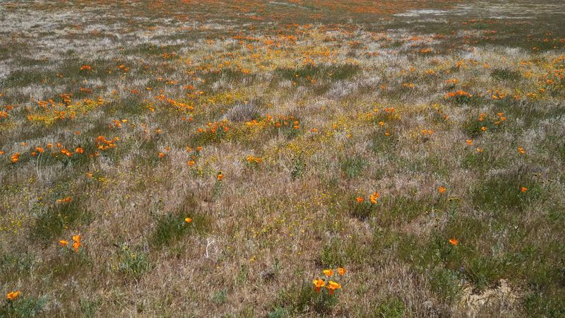 Desert Climate Conditions Demand Proper Preparation And Supplies