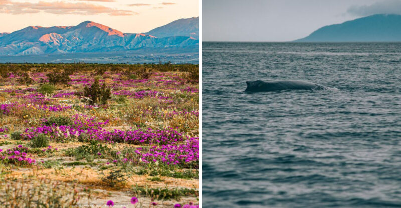 Why Winter Might Be The Most Underrated Time To Visit California’s Coast