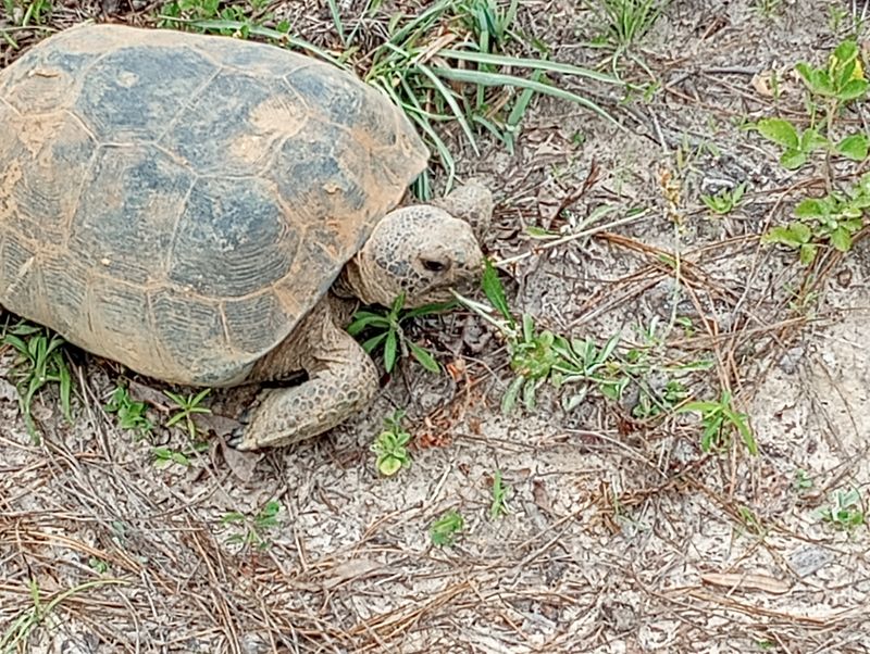 My Go To Park In Georgia For Wildlife Viewing Is Seminole State Park And This Is 15 Reasons Why It's So Special - Decor Hint Threatened Gopher Tortoise Habitat
