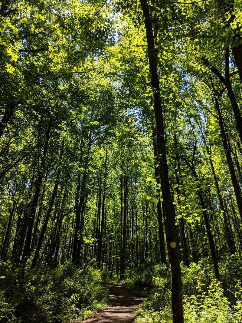 Ancient Forest Ecosystems