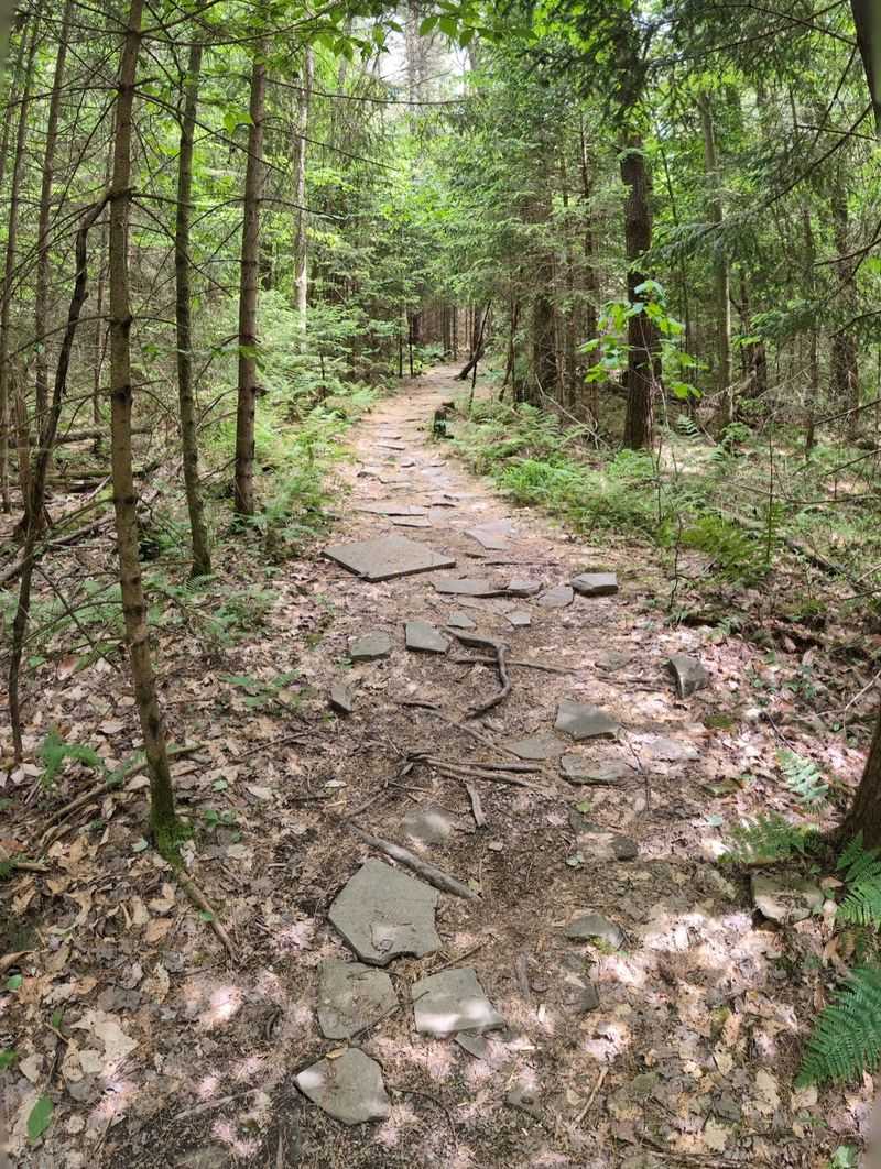 Hiking Trails for Every Skill Level