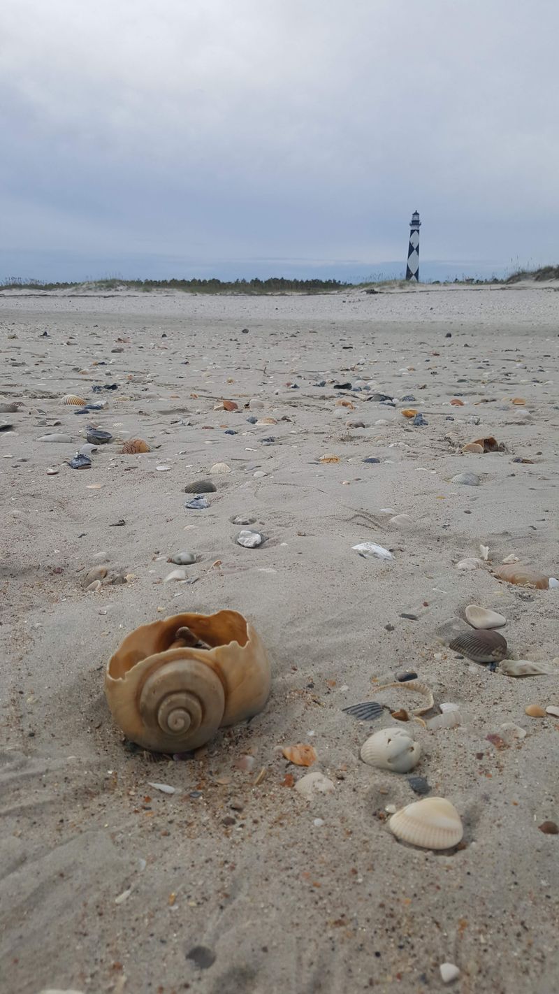 Shell Collector's Paradise