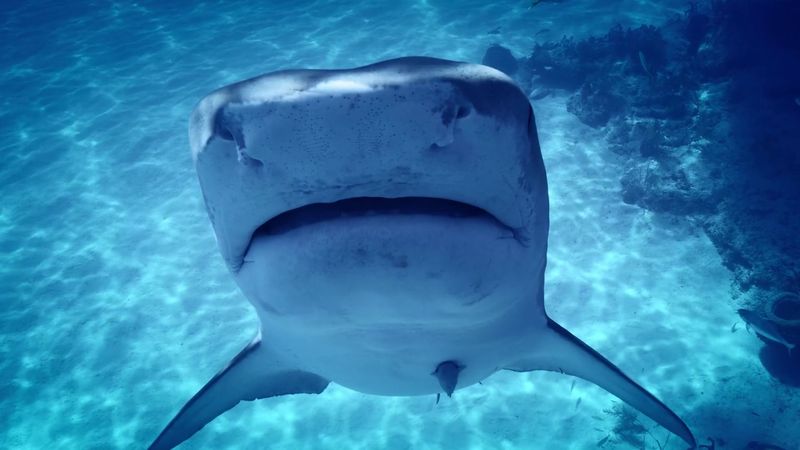 15 Reasons To Spend Your Next Weekend At The Georgia Aquarium - Decor Hint Swimming With Whale Sharks