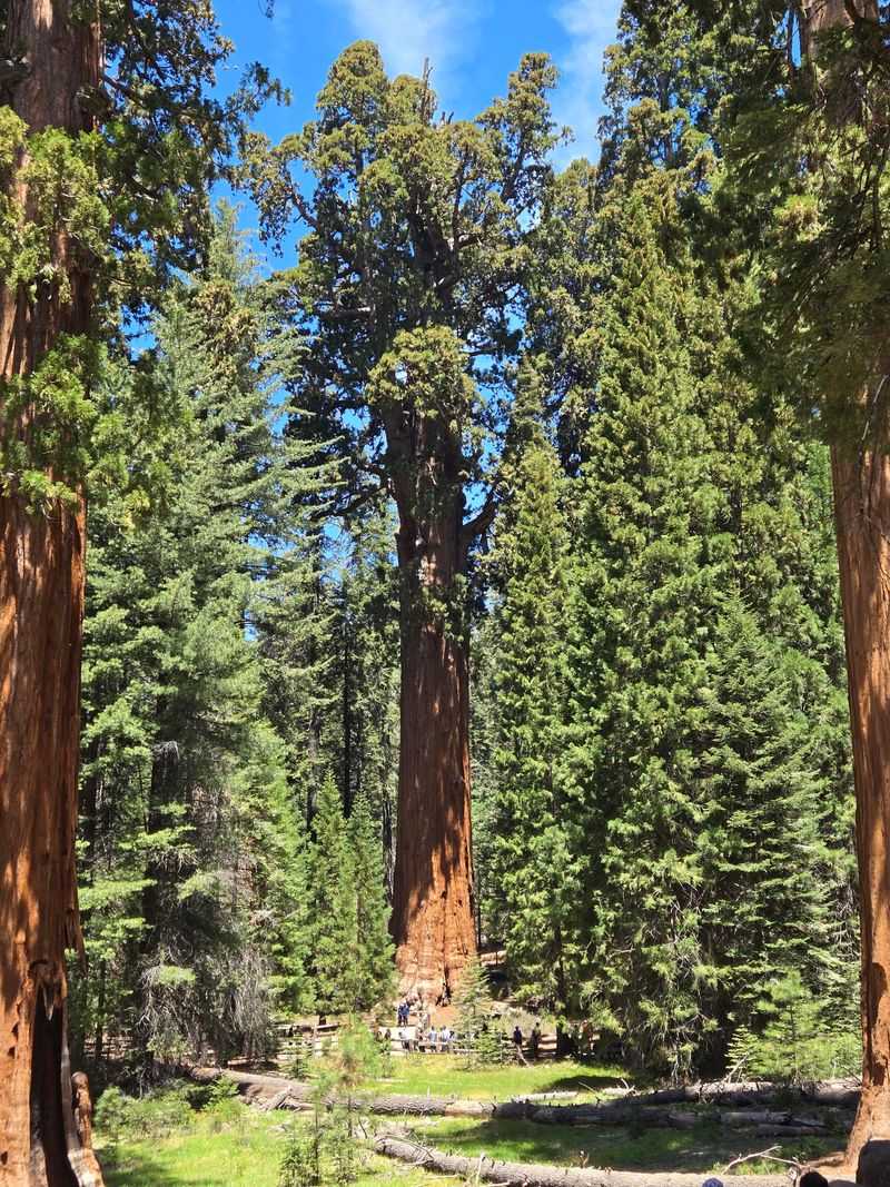 Sequoia & Kings Canyon National Parks