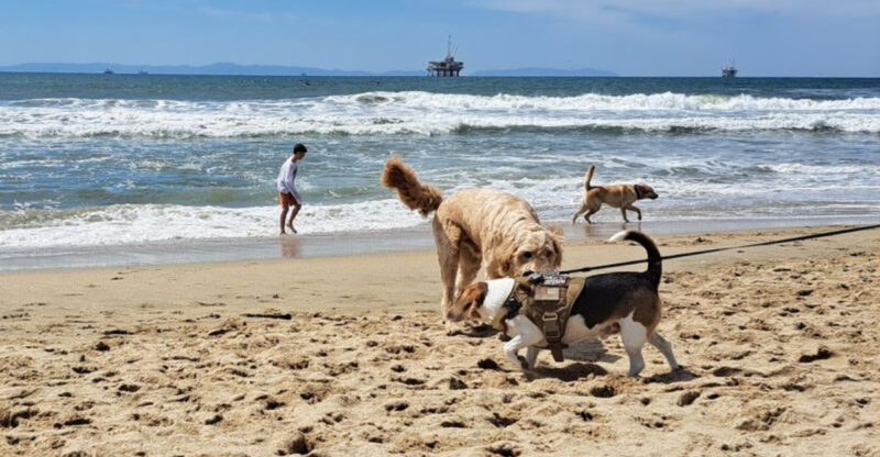 14 Unforgettable Dog Beaches In California That Will Make Your Pup Happier Than Ever
