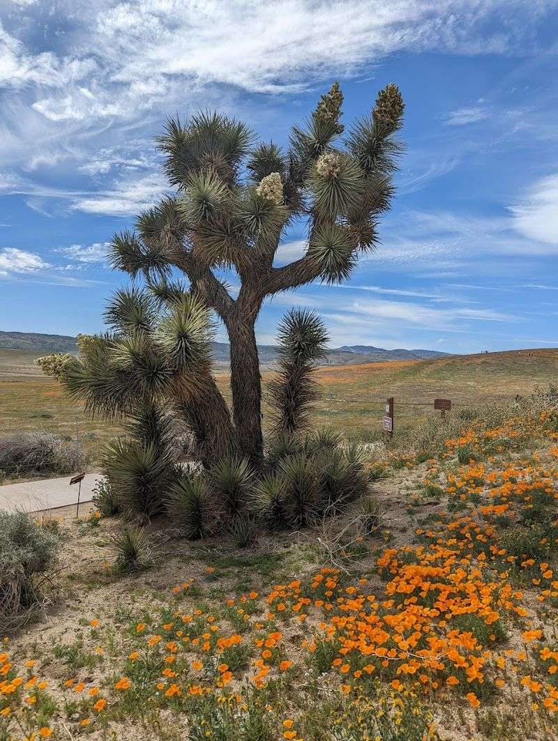 Antelope Valley California Poppy Reserve