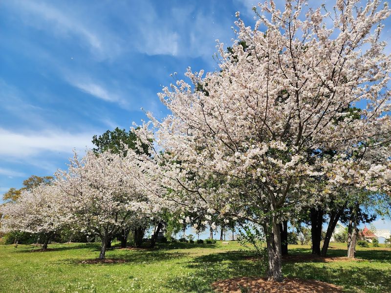 Macon and the International Cherry Blossom Festival
