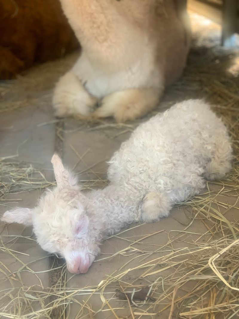 These Up-Close Alpaca Moments Make L & R Alpaca Haven Farm Georgia Worth The Trip - Decor Hint Supporting a Family-Owned Farm Rooted in Animal Rescue